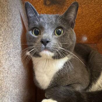 Domestic Short Hair Cats Available for Adoption in Birmingham, Alabama - Marshmellow | PetCurious
