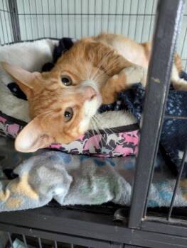 Fonzie -  Tabby and Domestic Short Hair Cat for Adoption in Ocala, Florida - Fonzie | PetCurious