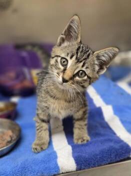 Bongo -  Domestic Short Hair Cat for Adoption in Westland, Michigan - Bongo | PetCurious