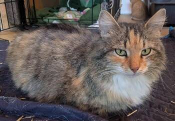 Layla -  Domestic Medium Hair Cat Available for Adoption in Alexandria, Virginia - Layla | PetCurious