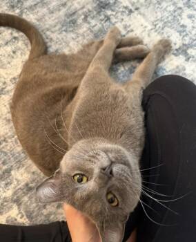 Russian Blue and Domestic Short Hair Cats Available for Adoption in Richardson, Texas - Earl Grey | PetCurious