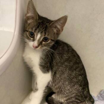 Domestic Short Hair Cats Available for Adoption in Dayton, Ohio - Lemon | PetCurious