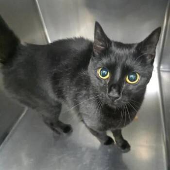 Sugarsnap -  Domestic Short Hair Cat Available for Adoption in Winthrop, Maine - Sugarsnap | PetCurious