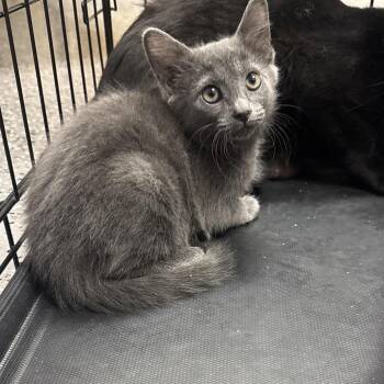 Eartha 54027 -  Domestic Short Hair Cat for Adoption in Las Vegas, Nevada - Eartha 54027 | PetCurious