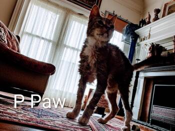 PeePaw -  Domestic Short Hair Cat for Adoption in Jim Thorpe, Pennsylvania - PeePaw | PetCurious
