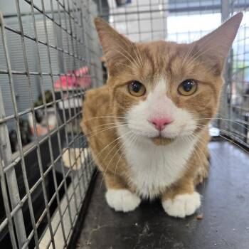 Scarface -  Domestic Short Hair Cat for Adoption in Newark, New Jersey - Scarface | PetCurious