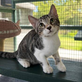 Sebastian -  Extra Toes Cat Hemingway Polydactyl and Tabby Cat for Adoption in Lathrop, California - Sebastian | PetCurious