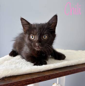 Chili -  Domestic Medium Hair Cat for Adoption in Bethel, Ohio - Chili | PetCurious