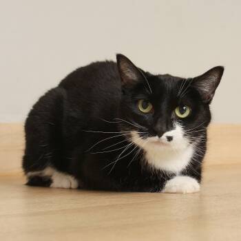 Dottie C69717 -  Domestic Short Hair Cat for Adoption in Minnetonka, Minnesota - Dottie C69717 | PetCurious