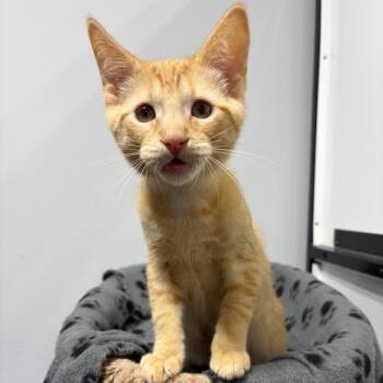 Jingles -  Domestic Short Hair Cat for Adoption in Puslinch, Ontario - Jingles | PetCurious