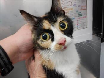 Rescue Domestic Short Hair Cats for Adoption in Ocala, Florida - CALI | PetCurious