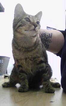 Domestic Short Hair Cats Available for Adoption - Silva | PetCurious