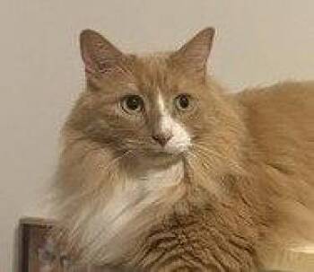 Carrot -  Domestic Long Hair Cat for Adoption in Richmond Hill, Ontario - Carrot | PetCurious