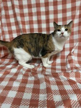 Rescue Domestic Short Hair Cats for Adoption in Waterloo, Iowa - Laura | PetCurious