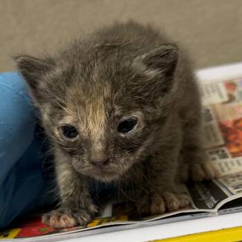 Domestic Short Hair Cats Available for Adoption in Yuma, Arizona - Raspberry | PetCurious