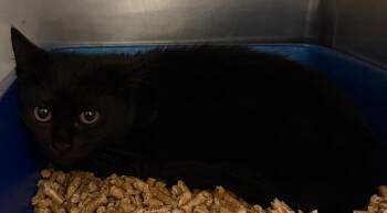 Domestic Short Hair Cats Available for Adoption - Scary Spice (Petsmart) | PetCurious