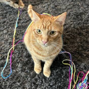 Domestic Short Hair Cats Available for Adoption in Riverside, California - Canelo | PetCurious