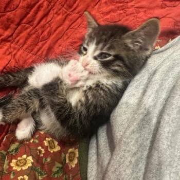 Matcha -  Domestic Short Hair Cat for Adoption in Madison, Wisconsin - Matcha | PetCurious