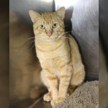 Rescue Domestic Short Hair Cats for Adoption in Lambertville, New Jersey - Saint | PetCurious