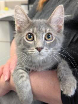 LARRY -  Domestic Long Hair Cat for Adoption in Canfield, Ohio - LARRY | PetCurious