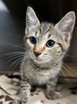 Rescue Domestic Short Hair Cats for Adoption in Ocala, Florida - Meowsh Potato | PetCurious