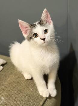 Venus -  Domestic Short Hair Cat for Adoption in New Albany, Ohio - Venus | PetCurious