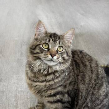Pablo Picatso -  Domestic Medium Hair Cat for Adoption in State College, Pennsylvania - Pablo Picatso | PetCurious