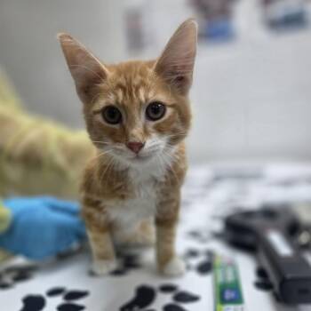 Cozy -  Domestic Long Hair Cat for Adoption in Incline Village, Nevada - Cozy | PetCurious