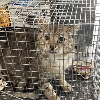 Domestic Short Hair Cats Available for Adoption in Montgomery, Alabama - Duke | PetCurious
