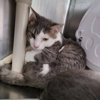 Stella -  Domestic Short Hair Cat for Adoption in Belleville, Illinois - Stella | PetCurious