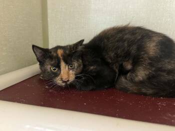 Amber -  Domestic Short Hair Cat for Adoption in Marion, Ohio - Amber | PetCurious