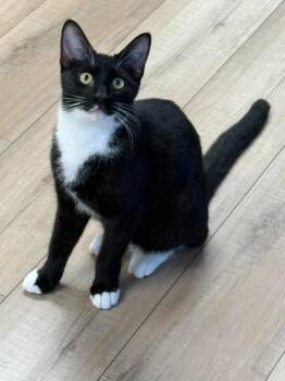 Romulus Sunset -  Domestic Short Hair Cat for Adoption in Mount Laurel Township, New Jersey - Romulus Sunset | PetCurious