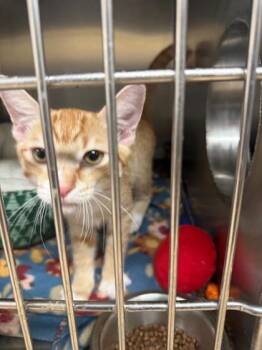 Dayday -  Domestic Short Hair Cat for Adoption in Longmont, Colorado - Dayday | PetCurious