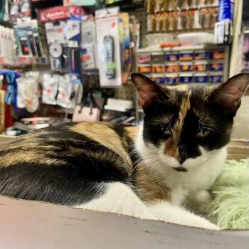 Domestic Short Hair Cats Available for Adoption in Westhampton, New York - Beauty | PetCurious