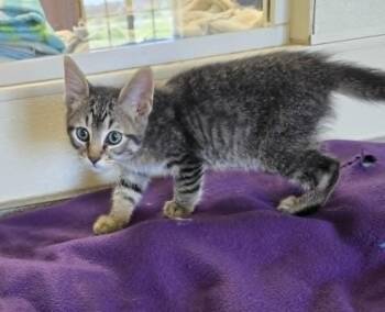 Taz -  Domestic Short Hair Cat for Adoption in Larned, Kansas - Taz | PetCurious