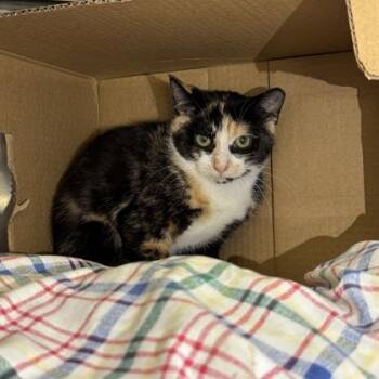 Nod -  Domestic Short Hair Cat for Adoption in Richmond, Virginia - Nod | PetCurious
