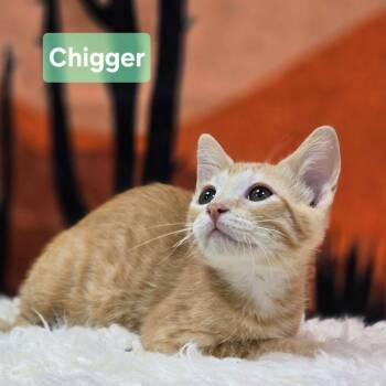 Chigger -  Domestic Short Hair Cat for Adoption in Effingham, Illinois - Chigger | PetCurious