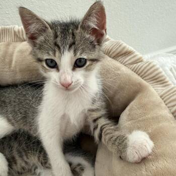 Billy -  Domestic Short Hair Cat for Adoption in Baytown, Texas - Billy | PetCurious