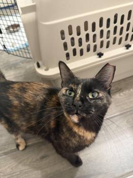 Annie Oakley -  Domestic Short Hair Cat for Adoption in Peoria, Arizona - Annie Oakley | PetCurious
