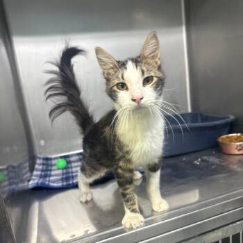 Max -  American Shorthair Cat for Adoption in Casa Grande, Arizona - Max | PetCurious