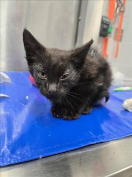 Rescue Domestic Short Hair Cats for Adoption in Hagerstown, Maryland - HOLLYHOCK | PetCurious