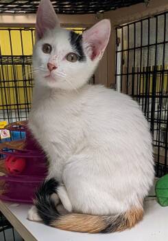 Calypso -  Calico Cat for Adoption in Pompano Beach, Florida - Calypso | PetCurious