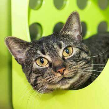 Rescue Domestic Short Hair Cats for Adoption in Middletown, Rhode Island - Luna | PetCurious