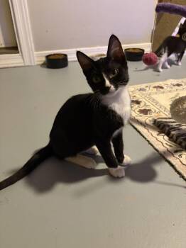 Slinky BONDED with Bo Peep -  Domestic Short Hair Cat for Adoption in Phoenix, Arizona - Slinky BONDED With Bo Peep | PetCurious