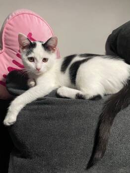 Rescue Domestic Short Hair Cats for Adoption in Cleveland, Ohio - Coven | PetCurious