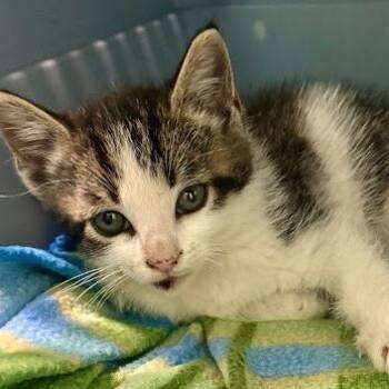 Asphalt -  Domestic Short Hair Cat for Adoption in Calverton, New York - Asphalt | PetCurious