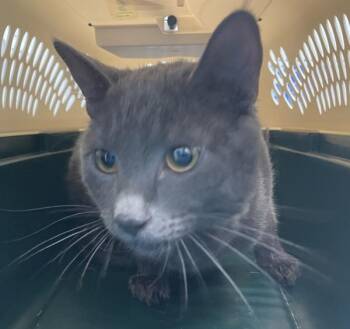 Primrose -  Domestic Short Hair Cat for Adoption - Primrose | PetCurious