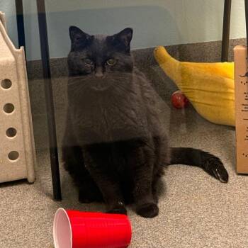 Zuri -  Domestic Short Hair Cat for Adoption in Fort Collins, Colorado - Zuri | PetCurious