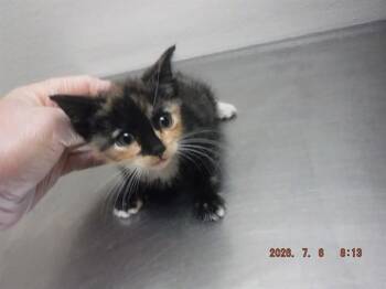 HELAENA -  Domestic Short Hair Cat for Adoption in Oroville, California - HELAENA | PetCurious
