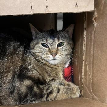 Domestic Short Hair Cats Available for Adoption in Bristol, Indiana - Bo-Katan | PetCurious